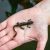 The Shah Lab’s Postdoctoral Research Associate Rosemary Martin holding an eastern red-spotted newt from inside the KBS pond lab.