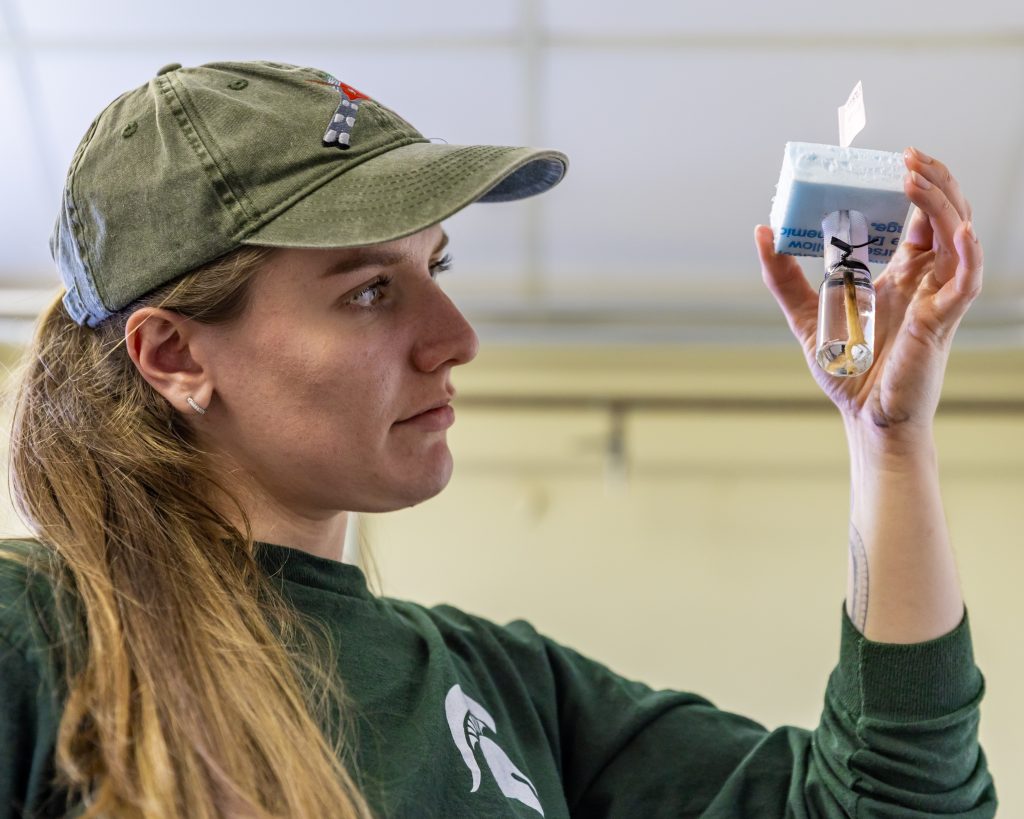 Ph.D. Student Stephanie Bristow of the Shah Lab holds a damselfly specimen up for observation inside the main building of the pond lab at W.K. Kellogg Biological Station on June 3, 2025.