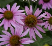 Up-close photo of purple coneflowers in bloom.