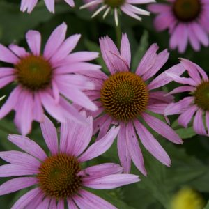 Up-close photo of purple coneflowers in bloom.
