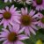 Up-close photo of purple coneflowers in bloom.