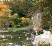 Autumn view of the foot bridge at the W.K. Kellogg Bird Sanctuary, with several swans in the water nearby.