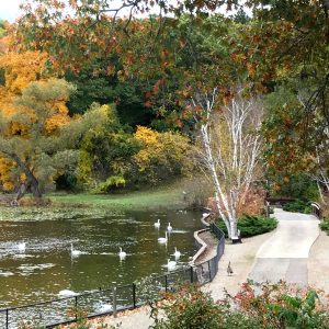 Autumn view of the foot bridge at the W.K. Kellogg Bird Sanctuary, with several swans in the water nearby.