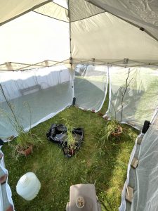 A white tent with mesh sides is set up in a grassy area to hold dragonflies caught for a study.