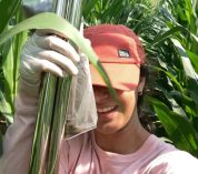 Cherith Pickett stands in a corn field holding a soil sampling tool.