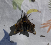 A small-eyed sphinx moth (Paonias myops) on a white sheet with a colored pattern.