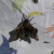 A small-eyed sphinx moth (Paonias myops) on a white sheet with a colored pattern.