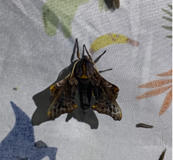 A small-eyed sphinx moth (Paonias myops) on a white sheet with a colored pattern.