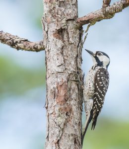 A red-cockaded woodpecker perches on a small tree trunk.