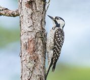 A red-cockaded woodpecker perches on a small tree trunk.