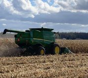 Corn is harvested in a field at the W.K. Kellogg Biological Station.