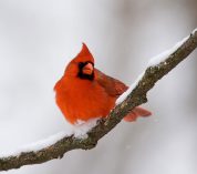 A bright red, male Northern Cardinal perches on a snow-covered tree branch against a white background.
