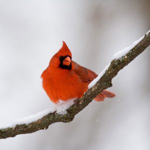 A bright red, male Northern Cardinal perches on a snow-covered tree branch against a white background.