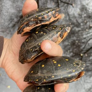 Close-up photo of Caleb Krueger holding multiple small spotted turtles.