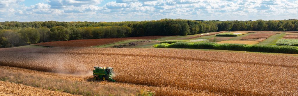 A Kellogg Farm staffer harvests corn in a research field at the W.K. Kellogg Biological Station.