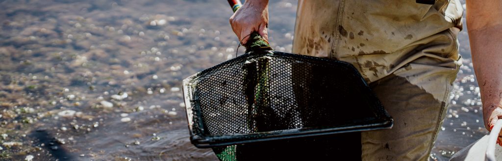 Close-up photo of a person in waders standing knee-deep in water, holding a net.