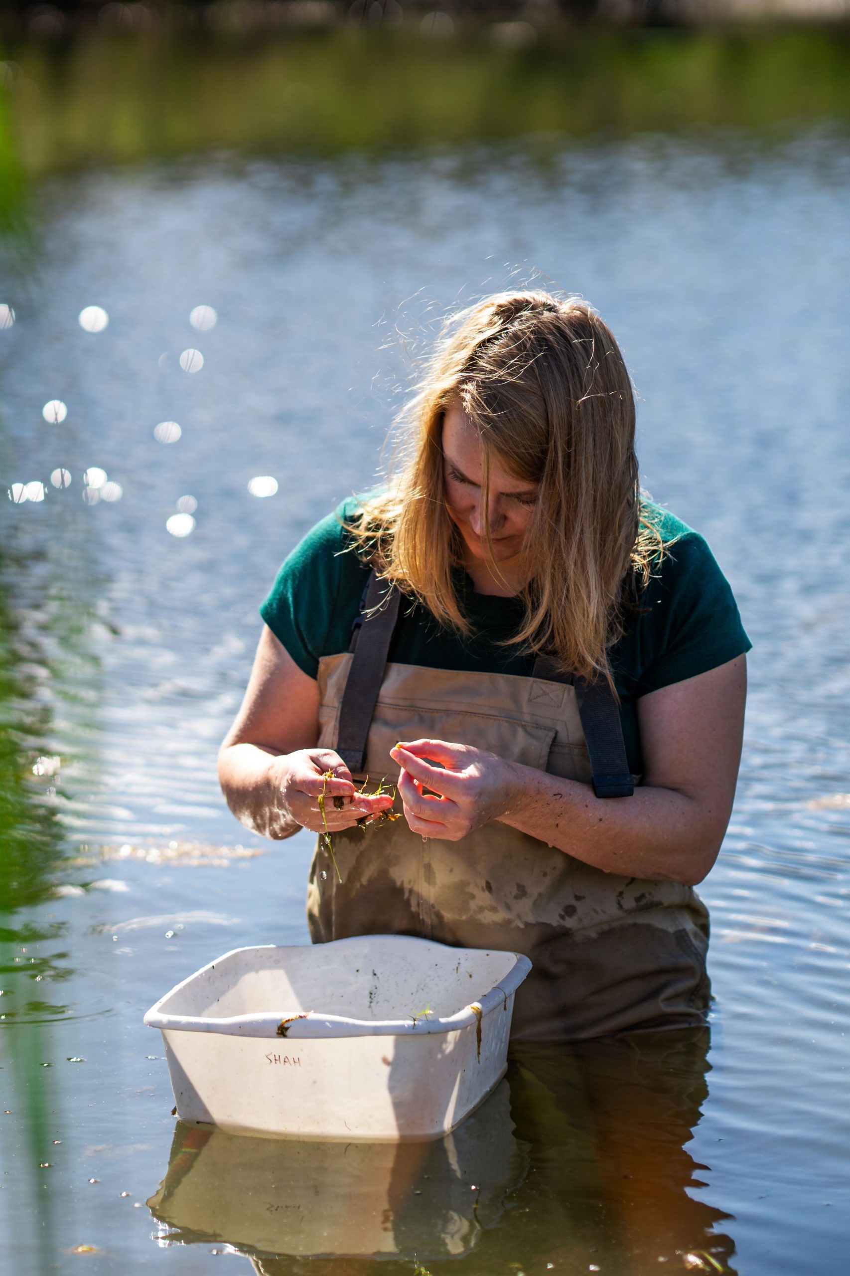 A researcher stands waist-deep in a pond at the W.K. Kellogg Biological Station, collecting samples.