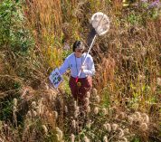 A researchers walks through a prairie strip — a planting of native grasses and forbs adjacent to agricultural land — at the W.K. Kellogg Biological Station.