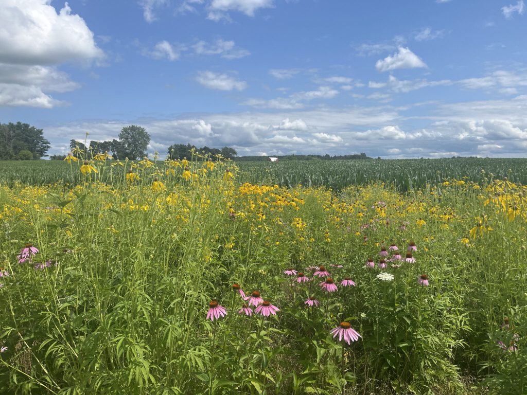View of purple and yellow coneflowers blooming in a prairie strip planted adjacent to an agricultural field at the W.K. Kellogg Biological Station.