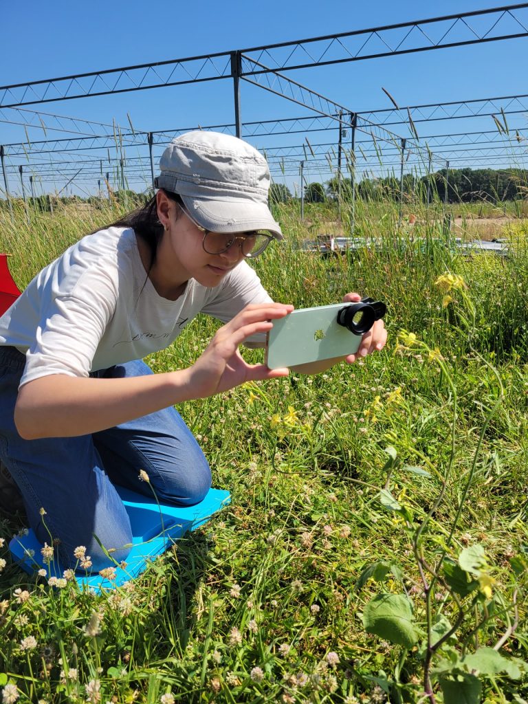 Sally Song records a slow-motion video of a pollinator vising a wild radish flower at Ft. Schemske. Photo credit: Robin Waterman