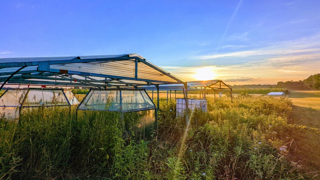 Open top chambers sit beneath rainout shelters in a field at Kellogg Biological Station LTER.