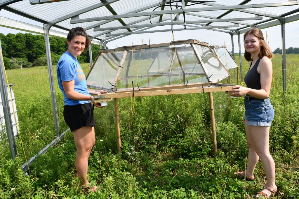 Kara Dobson (right) and Moriah Young (left) stand around an open top chamber beneath a rainout shelter at Kellogg Biological Station Long-term Ecological Research program site. Credit: Phoebe Zarnetske.