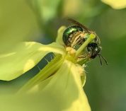 Still frame from one of the slow-motion videos showing a metallic green sweat bee feeding on a wild radish flower’s long stamen anther. Photo credit: Nicholas Bhandari