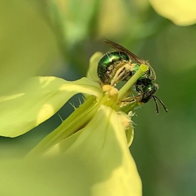 Still frame from one of the slow-motion videos showing a metallic green sweat bee feeding on a wild radish flower’s long stamen anther. Photo credit: Nicholas Bhandari