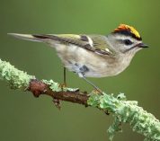 A golden-crowned kinglet perches on a tree branch. Credit to Josh Haas.