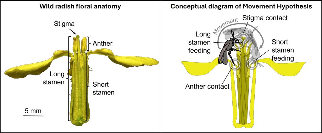 On left - Photo of wild radish flower highlighting long and short stamens (photo credit: Jeff Conner). On right – Conceptual diagram of our new hypothesis that moving from feeding on one stamen type to another increases contact with the anthers and stigma, increasing pollination efficiency (credit: Robin Waterman).
