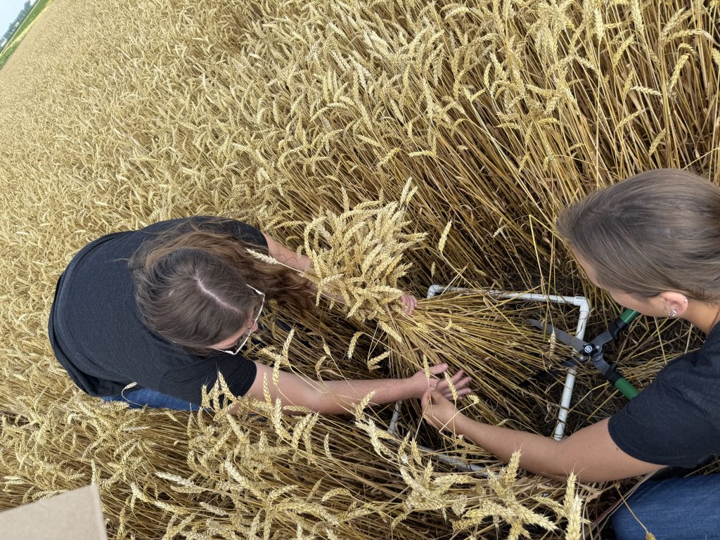 Two people collect samples of wheat in a field at the W.K. Kellogg Biological Station.