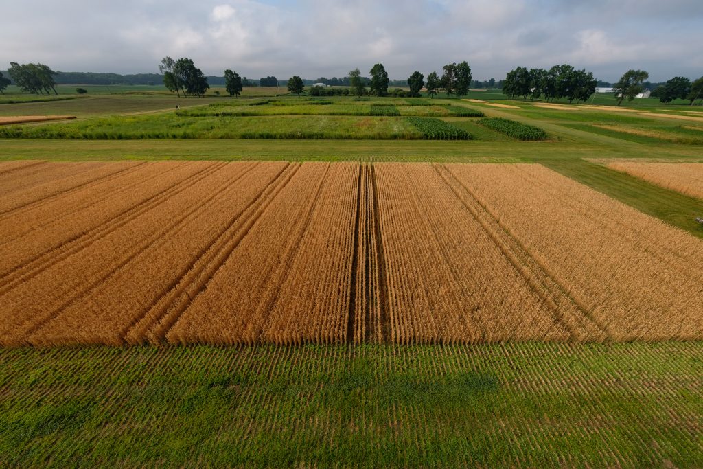 An agricultural research plot at the W.K. Kellogg Biological Station, with trees and a blue sky in the background.