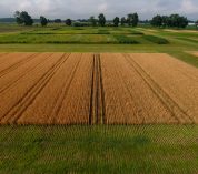 An agricultural research plot at the W.K. Kellogg Biological Station, with trees and a blue sky in the background.