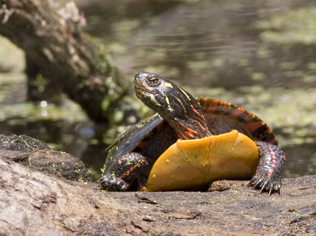 A painted turtle crawls out of water onto land.