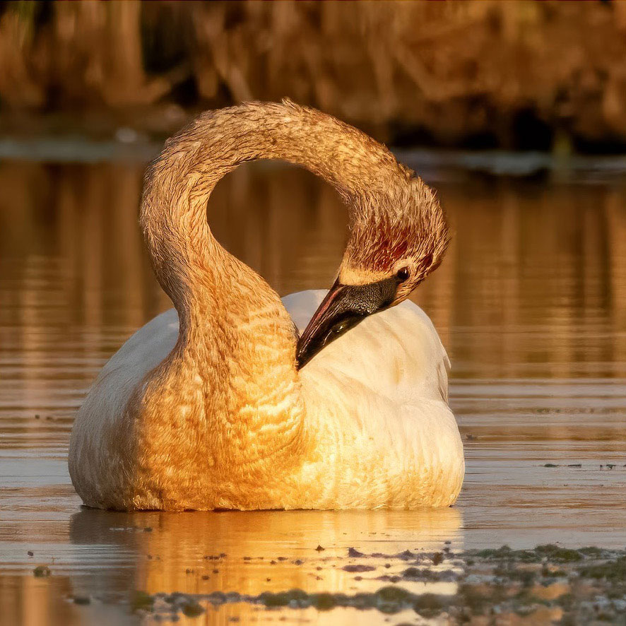 A trumpeter swan preens in evening light. Credit to Lillian Haas.