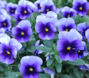Close-up of blue pansies with yellow centers.