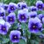 Close-up of blue pansies with yellow centers.