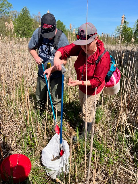 Researcher team members use snake tongs to catch Eastern Massasauga rattlesnakes for their study. Credit: Sarah Fitzpatrick.