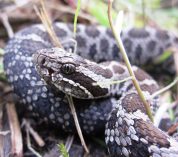 Close-up of an Eastern Massasauga rattlesnake. Credit: Eric Hileman.