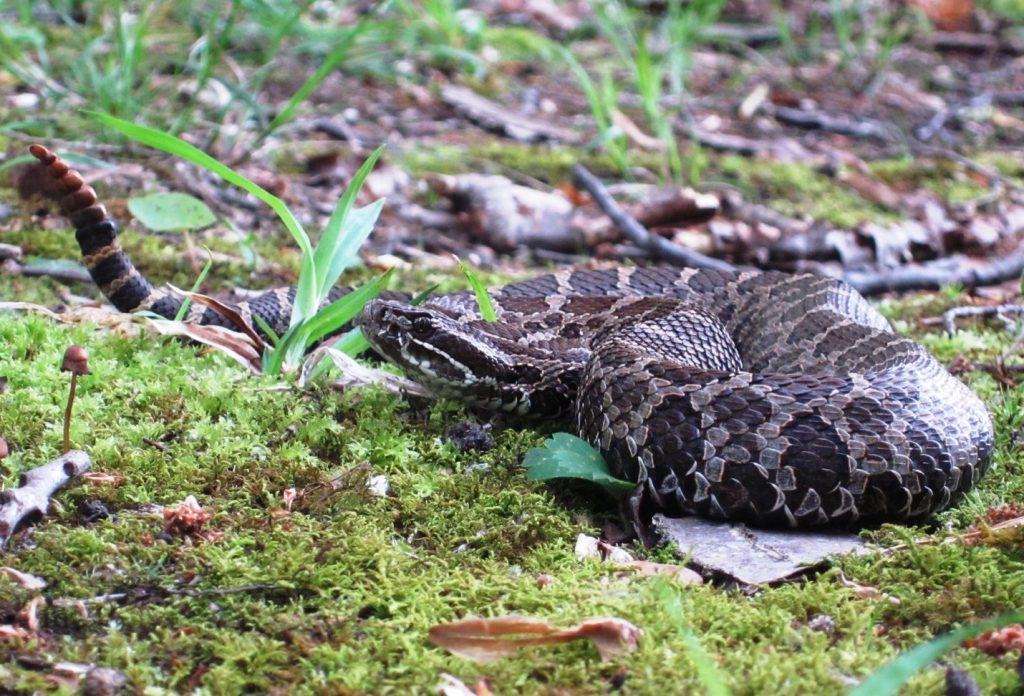 An Eastern Massasauga rattlesnake rests on the ground in a mossy area. Credit: Eric Hileman.