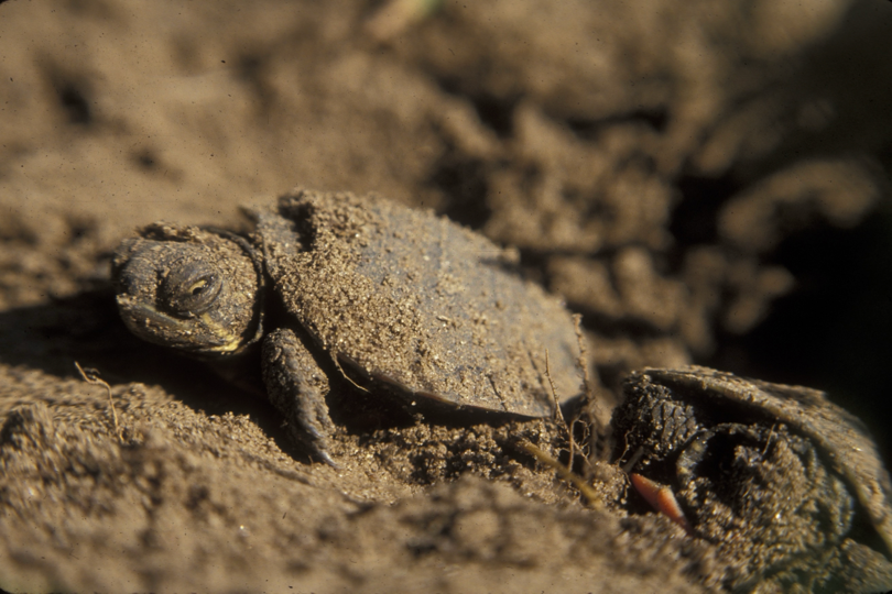 A painted turtle hatchling emerges from its nest.