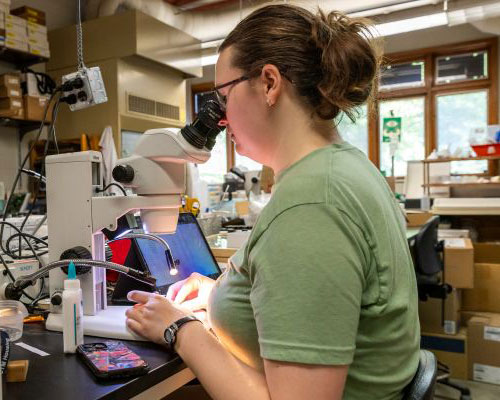 A student peers into a microscope in a lab at the W.K. Kellogg Biological Station.