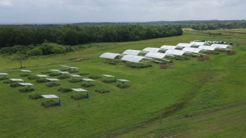 Rainout shelters are arranged in rows in a field.
