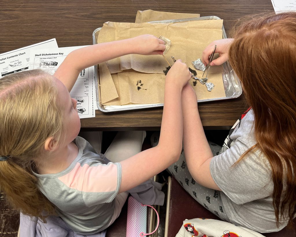 Two K-12 students dissect an owl pellet at the W.K. Kellogg Bird Sanctuary.