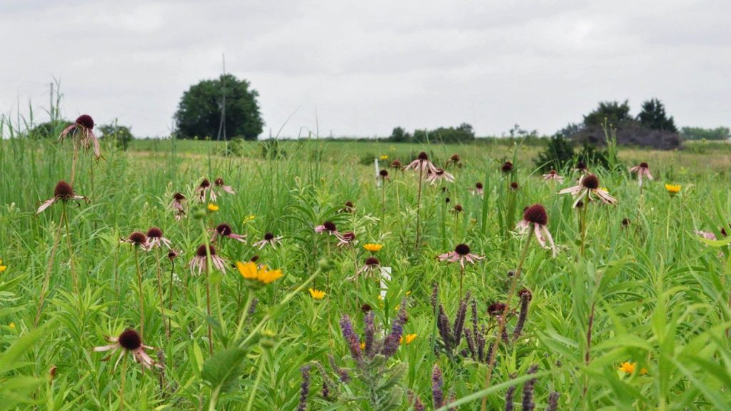 Closeup of wildflowers growing, including lead plant and purple coneflower.