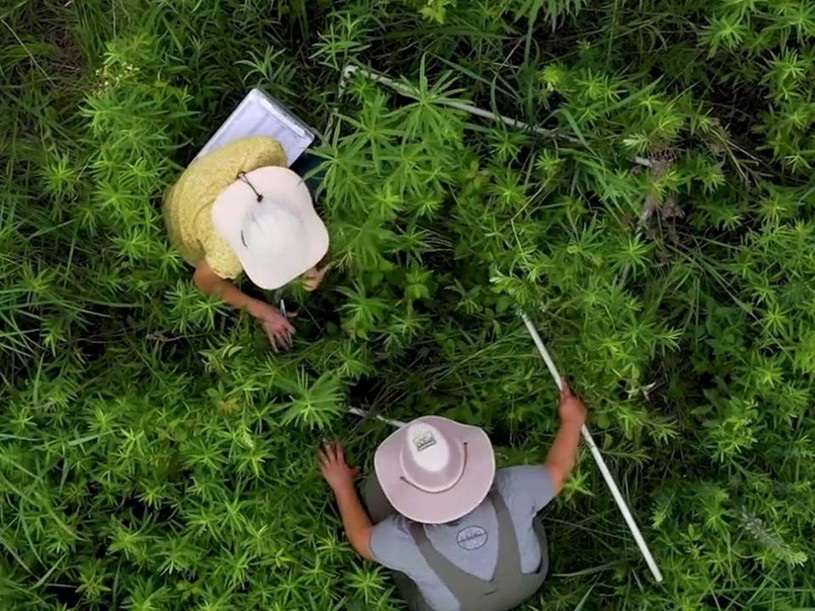 View from above of researchers working in a field.