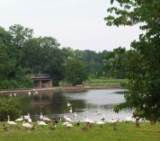 Geese and swans gather near the shore of Wintergreen Lake at the W.K. Kellogg Bird Sanctuary.