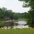 Geese and swans gather near the shore of Wintergreen Lake at the W.K. Kellogg Bird Sanctuary.