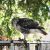 A red-tailed hawk perches on the top of an enclosure at the W.K. Kellogg Bird Sanctuary.