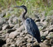 A blue heron stands on a rocky shoreline. Credit to Frank Cone.